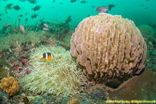 sponge and anemone
